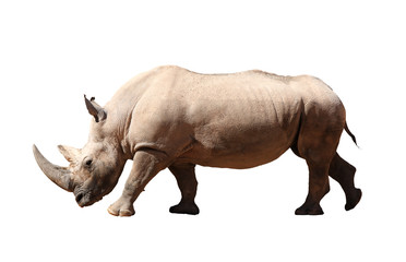 Obraz premium Rhinoceros