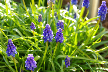 Fleur clochette bleu