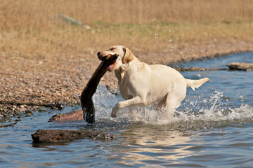 Labrador im Wasser