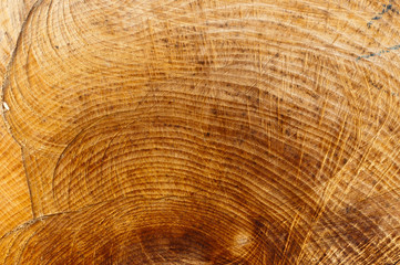 Naklejka premium Wood texture closeup