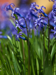 hyacinth background