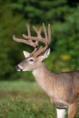 white-tailed deer buck with velvet antlers