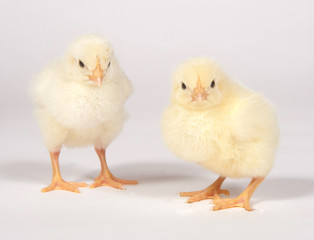 Two baby chicks