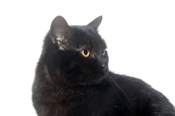 Face of a black cat