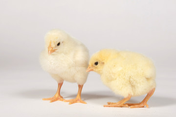 Two baby chicks