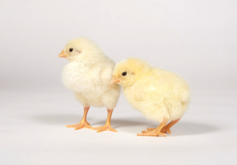 Two baby chicks