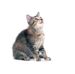 Cute kitten on white background