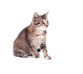 Cute kitten on white background