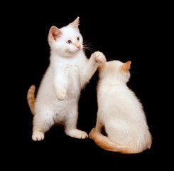 Two white kittens on black background
