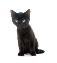 Cute black kitten on white background