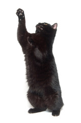 Black cat on white background