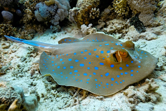 Fototapeta Bluespotted stingray