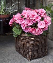 Kalanchoe blossfeldiana