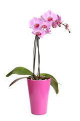 Beautiful pink orchid in the pot