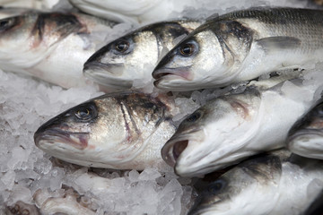 variety of fresh fish seafood in market