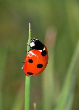 7- Spot Ladybird (Coccinella 7-punctata)
