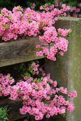 Pink Azaleas