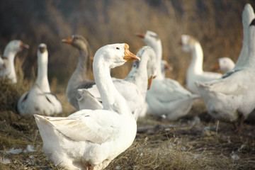 Ducks