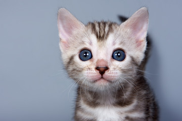 Bengal kitten on grey background