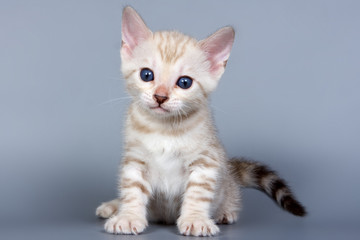 Bengal kitten on grey background