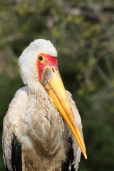 Yellow-billed Stork