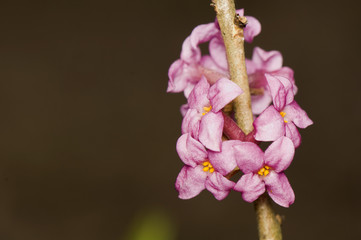 Daphne mezereum