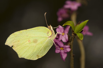 Gonepteryx rhamni and Daphne mezereum
