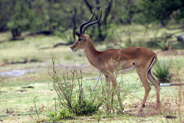 Impala, Selous Game Reserve, Tanzania