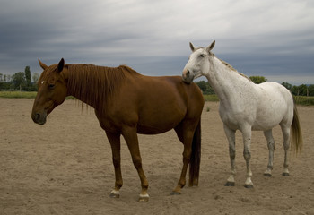 Obraz na płótnie Canvas horses