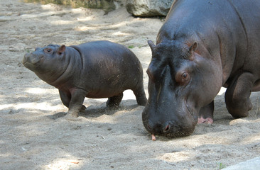 Hippopotamus with Baby