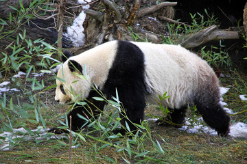 Giant panda bear walking in Vienna Zoo, Austria