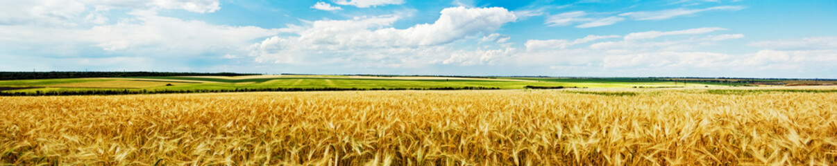 Vue panoramique sur un champ de blé