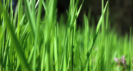 Fresh green grass