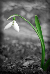 snowdrop
