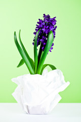 decorative hyacinth blossom