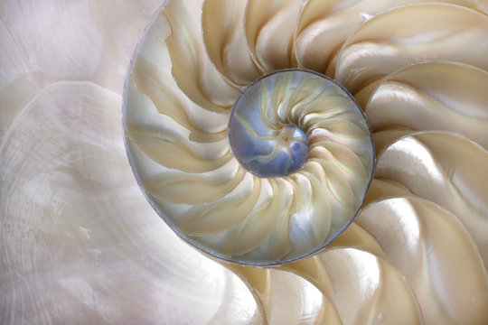 Nautilus