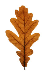 Oak Leaf Isolated on White