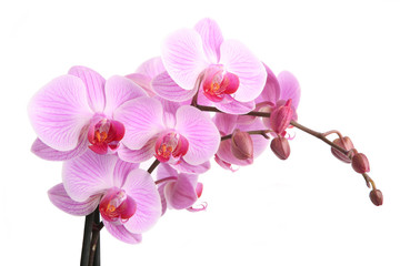 Naklejka na ściany i meble Pink orchid isolated on white background