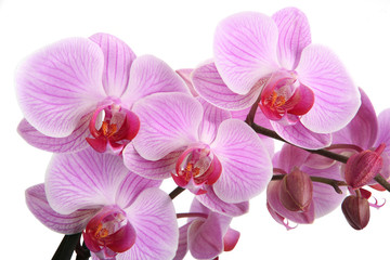Obraz na płótnie Canvas Pink orchid isolated on white background