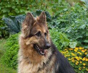 German Shepherd Dog