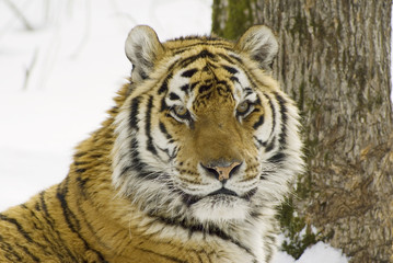 Siberian tiger