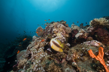 Naklejka na ściany i meble Underwater scenery in the Red Sea.