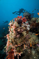 Underwater scenery and a diver in the Red Sea.
