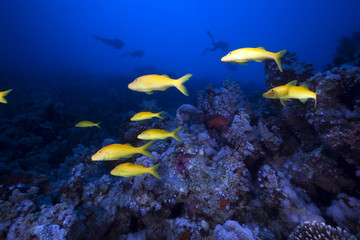 Yellowsaddle goatfish and underwater scenery in the Red Sea.