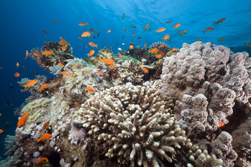 Fototapeta na wymiar Underwater scenery in the Red Sea.