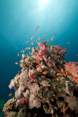 Naklejka na ściany i meble Underwater scenery in the Red Sea.