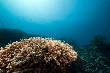 Underwater scenery in the Red Sea.