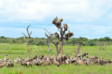 vultures inEtosha national park