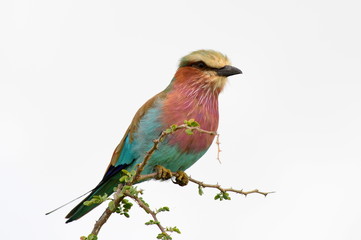 lillac-breasted roller