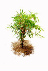 tree bambu isolated On a white background